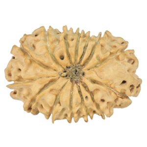 14 Mukhi Rudraksha 24.7mm 2.44gm - Rudraksha back