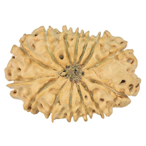 14 Mukhi Rudraksha 24.7mm 2.44gm - Rudraksha back