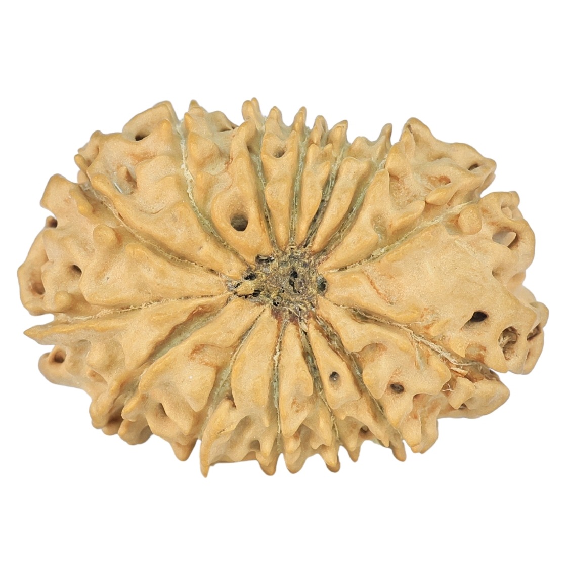 14 Mukhi Rudraksha 24.7mm 2.44gm - Rudraksha back