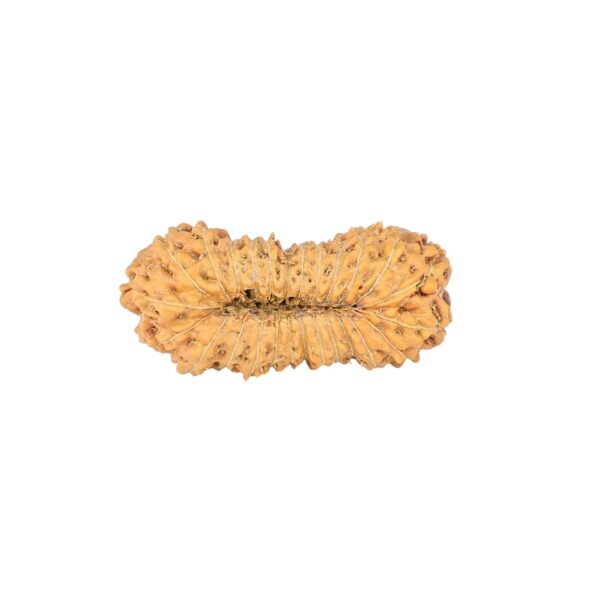 26 Mukhi Rudraksha 21.2mm 1gm - Origin: Indonesia - Rudraksha back