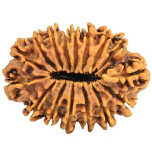 16 Mukhi Rudraksha 33mm 7.27gm - Rudraksha back