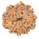 8 Mukhi Rudraksha 25.8mm 4.79gm - Rudraksha back