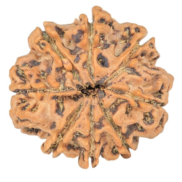 8 Mukhi Rudraksha 25.8mm 4.79gm - Rudraksha back