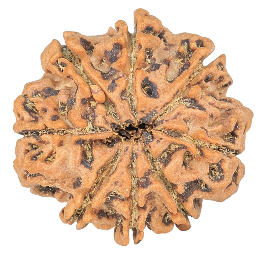 8 Mukhi Rudraksha 25.8mm 4.79gm - Rudraksha back