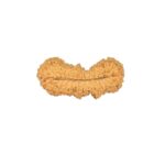 28 Mukhi Rudraksha 21.6mm 0.7gm - Rudraksha back