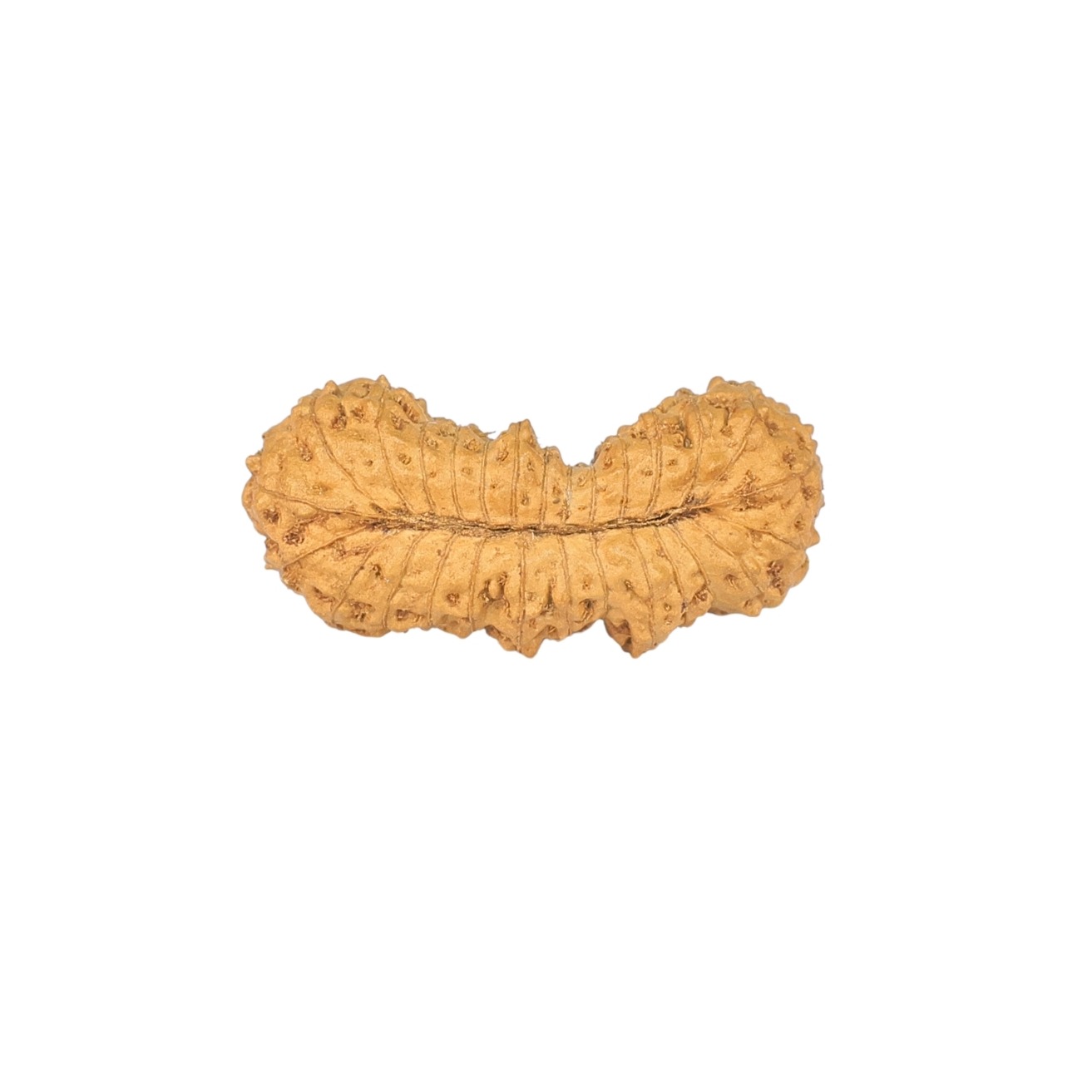28 Mukhi Rudraksha 21.6mm 0.7gm - Rudraksha back