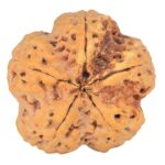 5 Mukhi Rudraksha 29.5mm 8.63gm - Rudraksha back