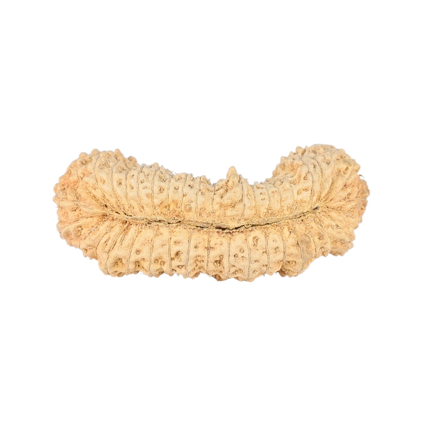 39 Mukhi Rudraksha 30.4mm 1.47gm - Rudraksha back