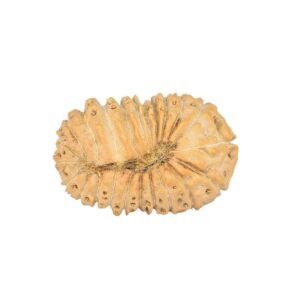 23 Mukhi Rudraksha 19.6mm 1.34gm - Rudraksha back