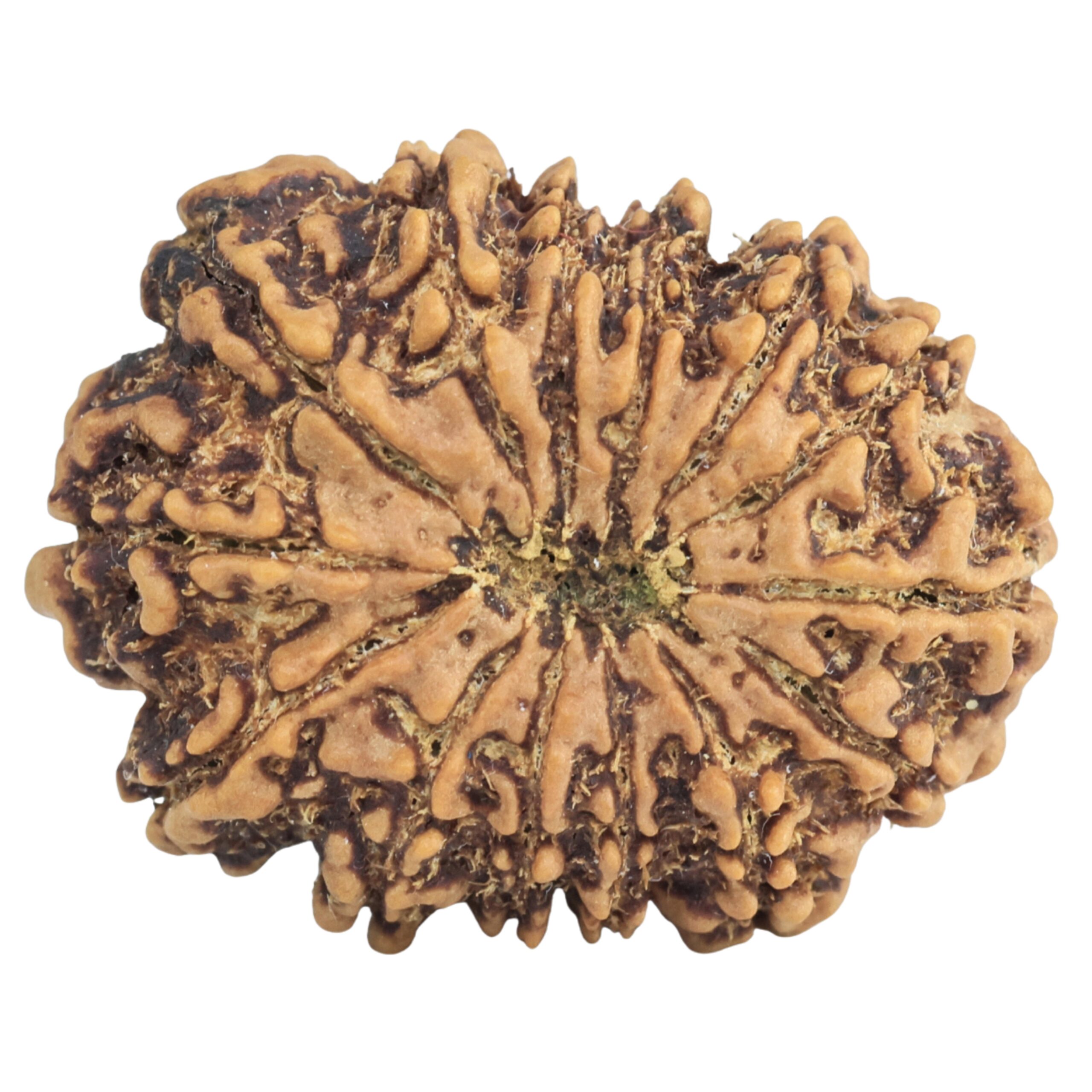 14 Mukhi Rudraksha 26.5mm 3.91gm - Rudraksha back