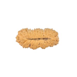 rudraksha_back_image-_wq_l.jpg 25 Mukhi Ganesh 21.3mm 0.91gm - Rudraksha back