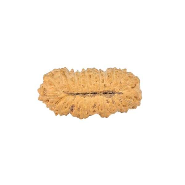 25 Mukhi Ganesh 21.3mm 0.91gm - Rudraksha back