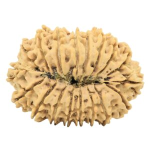 18 Mukhi Rudraksha 34mm 5.72gm - Origin: Nepal - Rudraksha back
