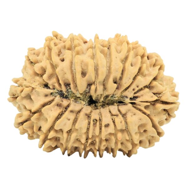 18 Mukhi Rudraksha 34mm 5.72gm - Origin: Nepal - Rudraksha back