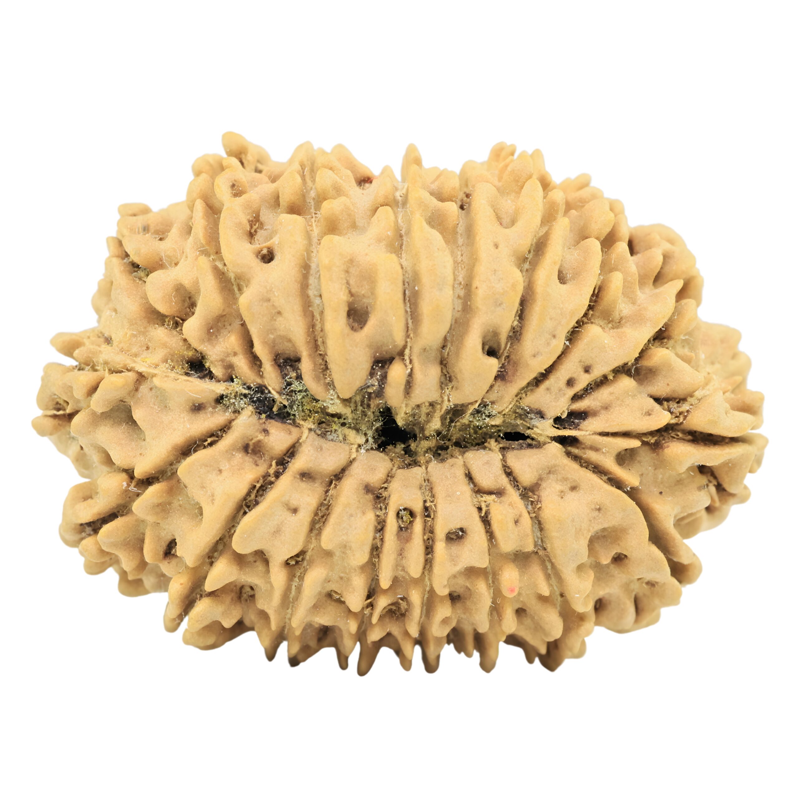 18 Mukhi Rudraksha 34mm 5.72gm - Origin: Nepal - Rudraksha back