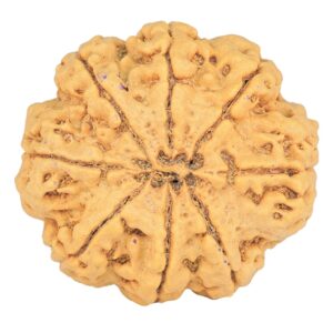 8 Mukhi Rudraksha 30.7mm 7.37gm - Rudraksha back