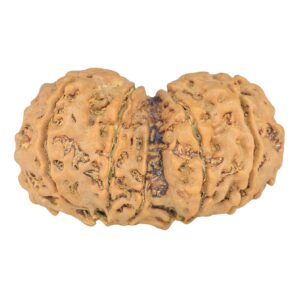 14 Mk Gaurishankar 34.5mm 6.19gm - Rudraksha back