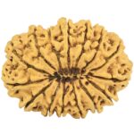 15 Mukhi Rudraksha 35.3mm 5.9gm - Rudraksha back