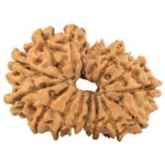 15 Mukhi Rudraksha 32.1mm 5.17gm - Rudraksha back