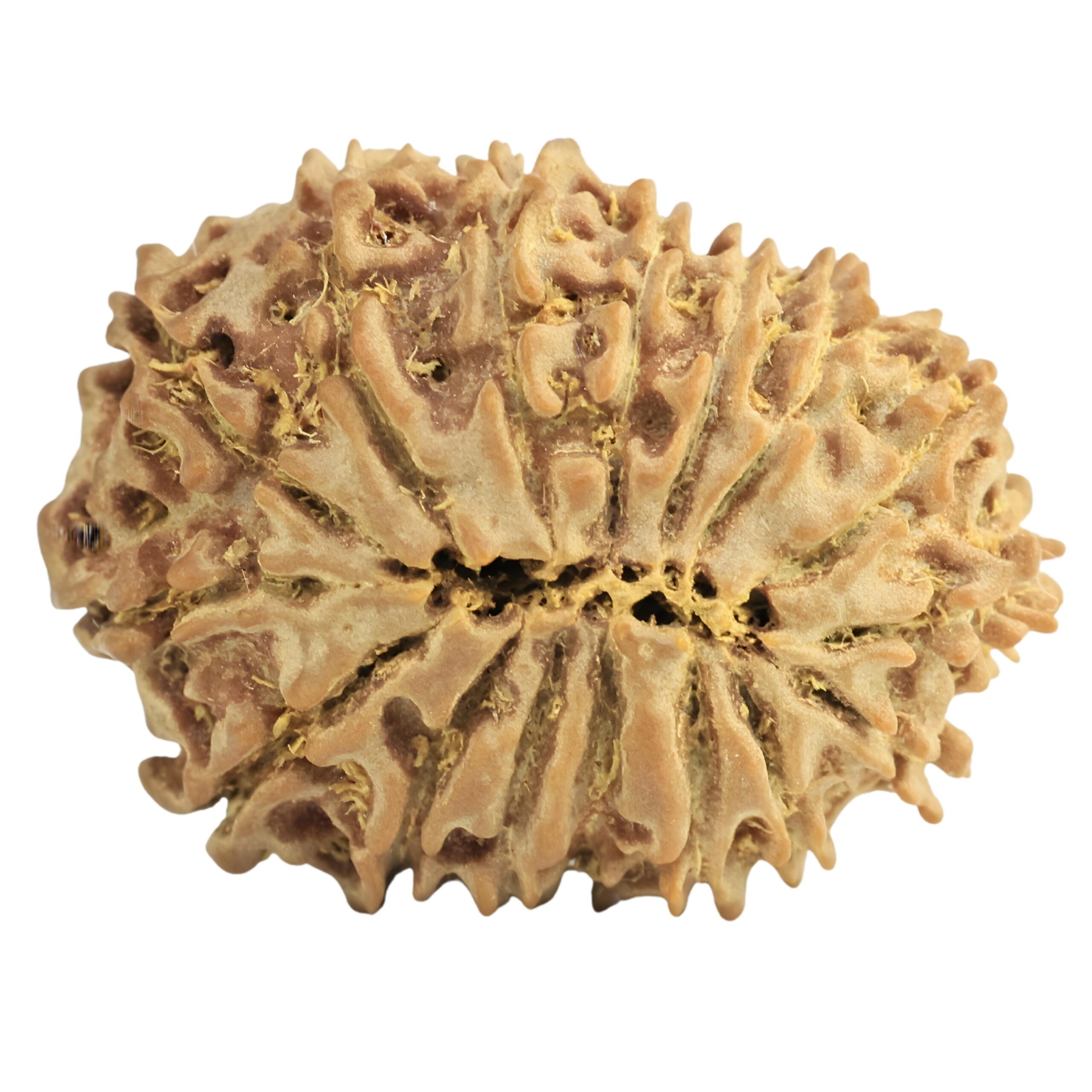 16 Mukhi Rudraksha 25.1mm 3.3gm - Rudraksha back