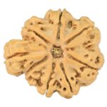 Sawar/Ganesh (7+1) 25.6mm 4.39gm - Rudraksha back