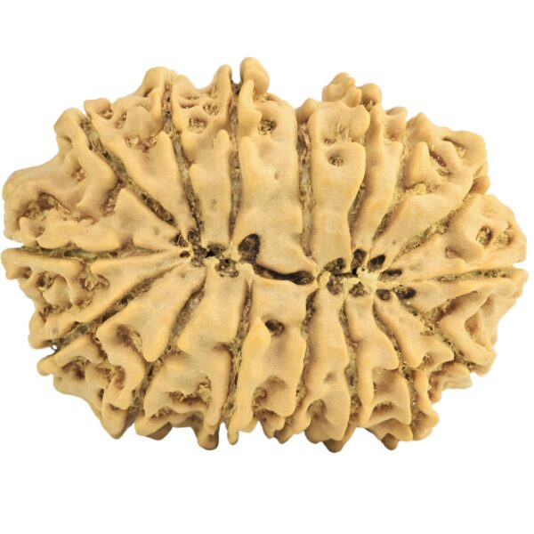 16 Mukhi Rudraksha 33.8mm 5.85gm - Rudraksha back