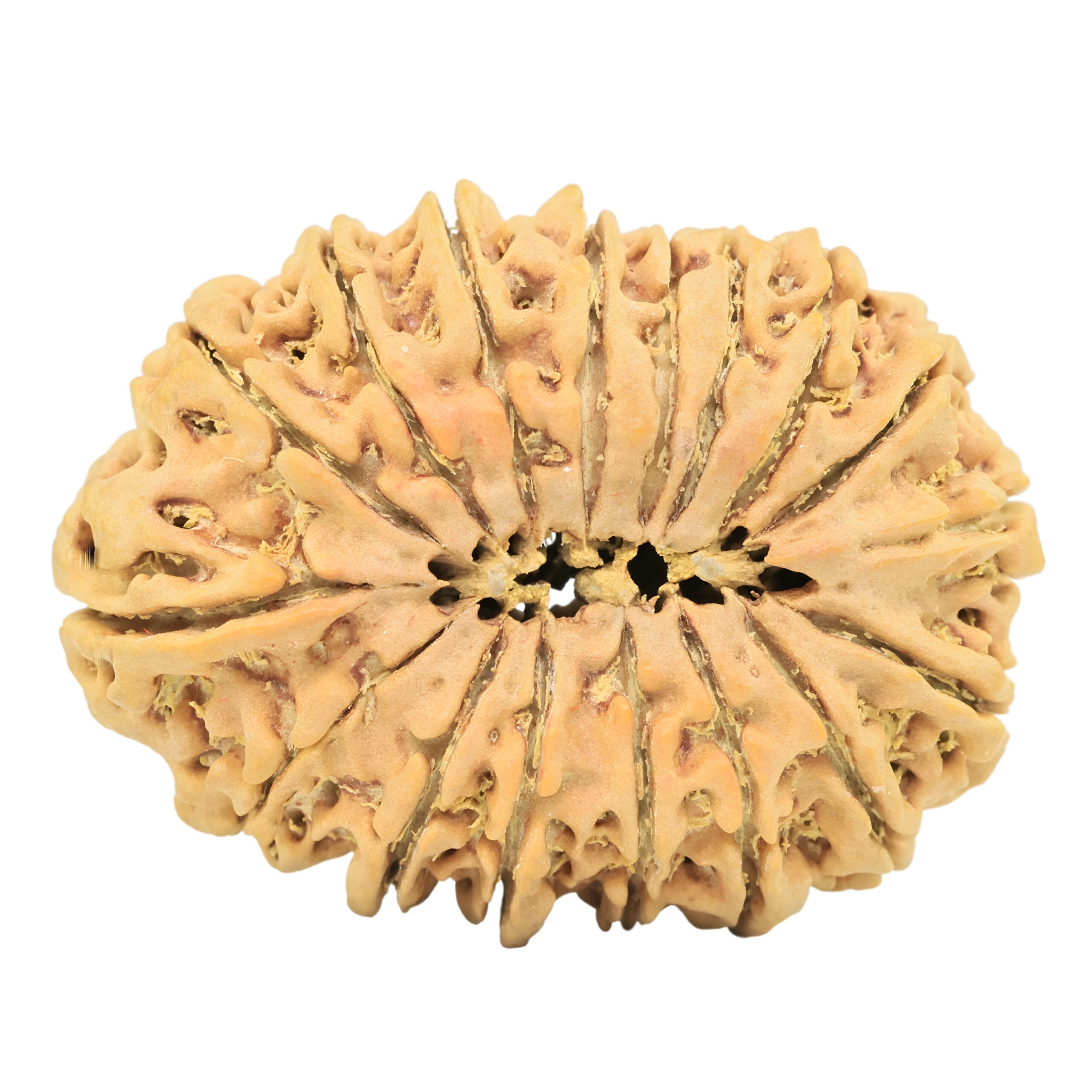 17 Mukhi Rudraksha 35.7mm 7.48gm - Rudraksha back
