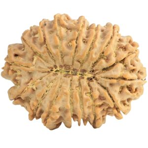 16 Mukhi Rudraksha 35mm 7.89gm - Rudraksha back