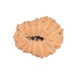 14 Mukhi Rudraksha 22.3mm 2.39gm - Rudraksha back