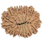 16 Mukhi Rudraksha 30.3mm 5.78gm - Rudraksha back