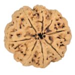 8 Mukhi Rudraksha 33mm 8gm - Rudraksha back