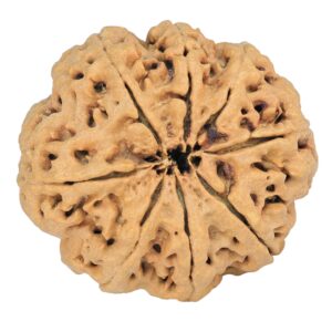 8 Mukhi Rudraksha 33mm 8gm - Rudraksha back