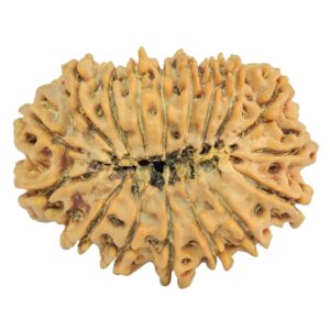 17 Mukhi Rudraksha 27.8mm 3.45gm - Rudraksha back