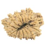 16 Mukhi Rudraksha 27.6mm 3.41gm - Rudraksha back
