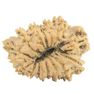 16 Mukhi Rudraksha 27.6mm 3.41gm - Rudraksha back