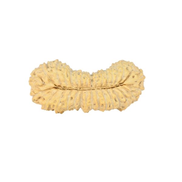 31 Mukhi Rudraksha 25.5mm 1.49gm - Rudraksha back