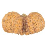 10 Mk Gaurishankar 43.4mm 10.56gm - Rudraksha back