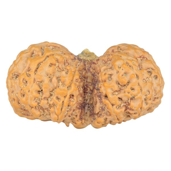 10 Mk Gaurishankar 43.4mm 10.56gm - Rudraksha back