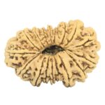17 Mukhi Rudraksha 35.4mm 4.73gm - Rudraksha back
