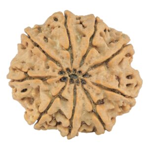 9 Mukhi Rudraksha 28.9mm 6.69gm - Origin: Nepal - Rudraksha back