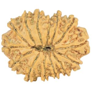14 Mukhi Rudraksha 26mm 3.32gm - Origin: Nepal - Rudraksha back