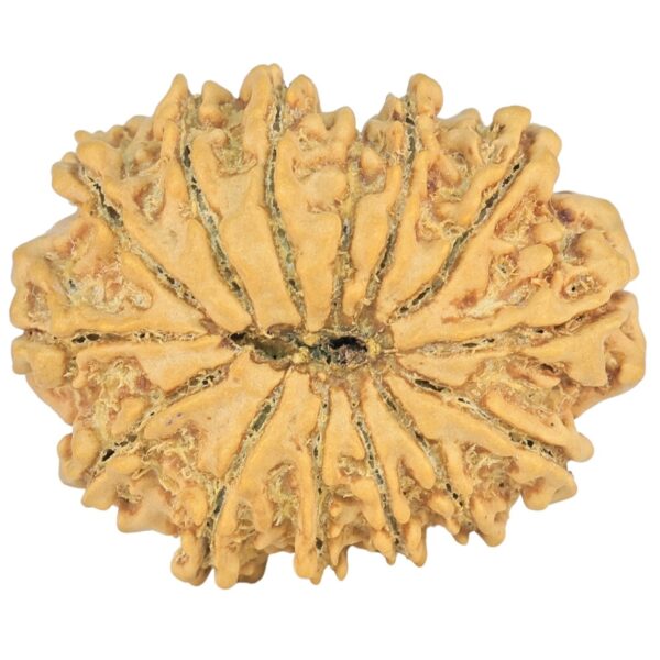14 Mukhi Rudraksha 26mm 3.32gm - Origin: Nepal - Rudraksha back