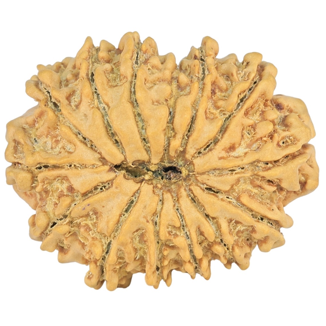 14 Mukhi Rudraksha 26mm 3.32gm - Origin: Nepal - Rudraksha back