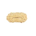 21 Mukhi Rudraksha 23mm 1.55gm - Rudraksha back