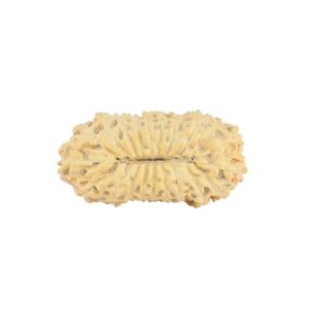 21 Mukhi Rudraksha 23mm 1.55gm - Rudraksha back