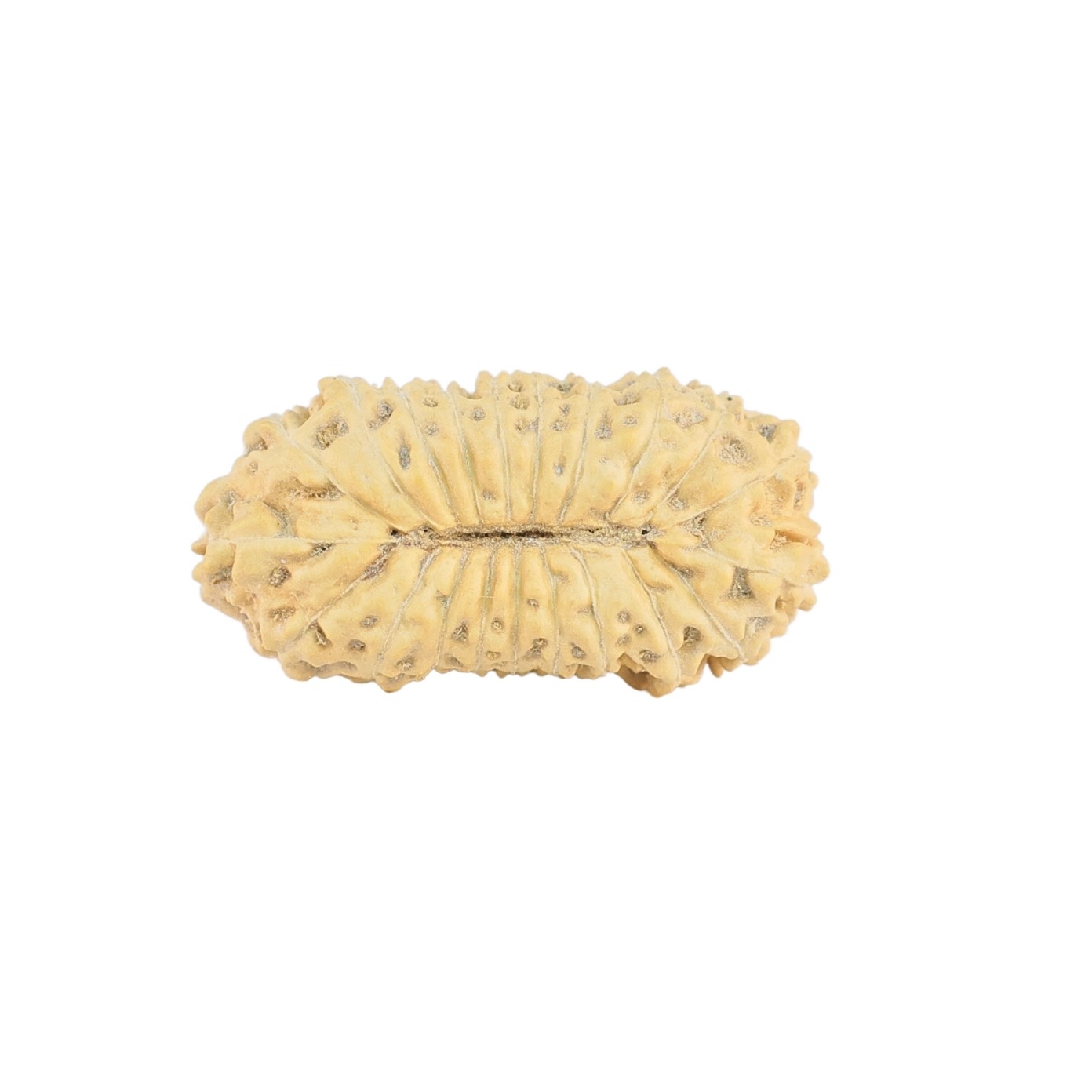 21 Mukhi Rudraksha 23mm 1.55gm - Rudraksha back