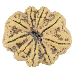9 Mukhi Rudraksha 33.4mm 7.5gm - Rudraksha back