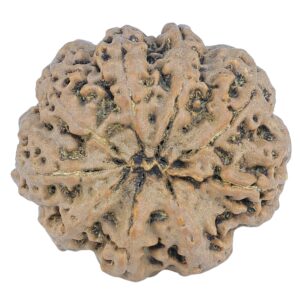 9 Mukhi Rudraksha 27.5mm 5.64gm - Rudraksha back