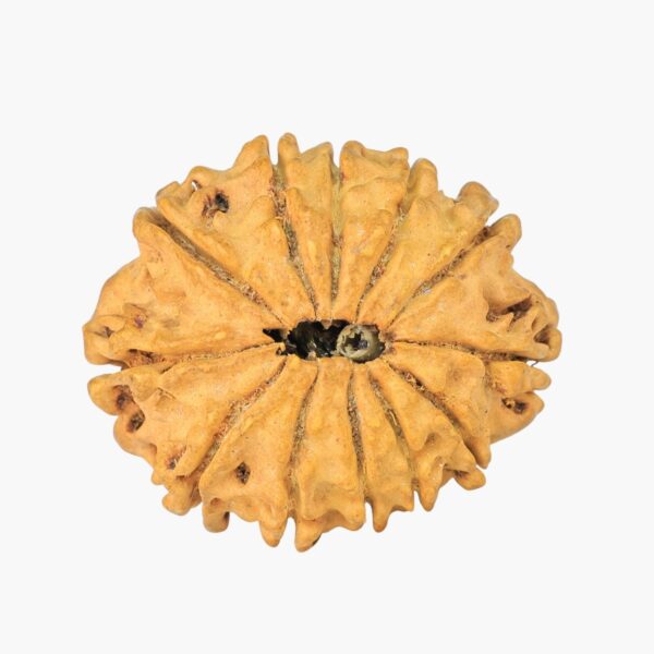 12 Mukhi Rudraksha 24.4mm 2.1gm - Rudraksha back