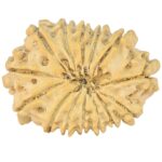 14 Mukhi Rudraksha 24mm 2.18gm - Rudraksha back